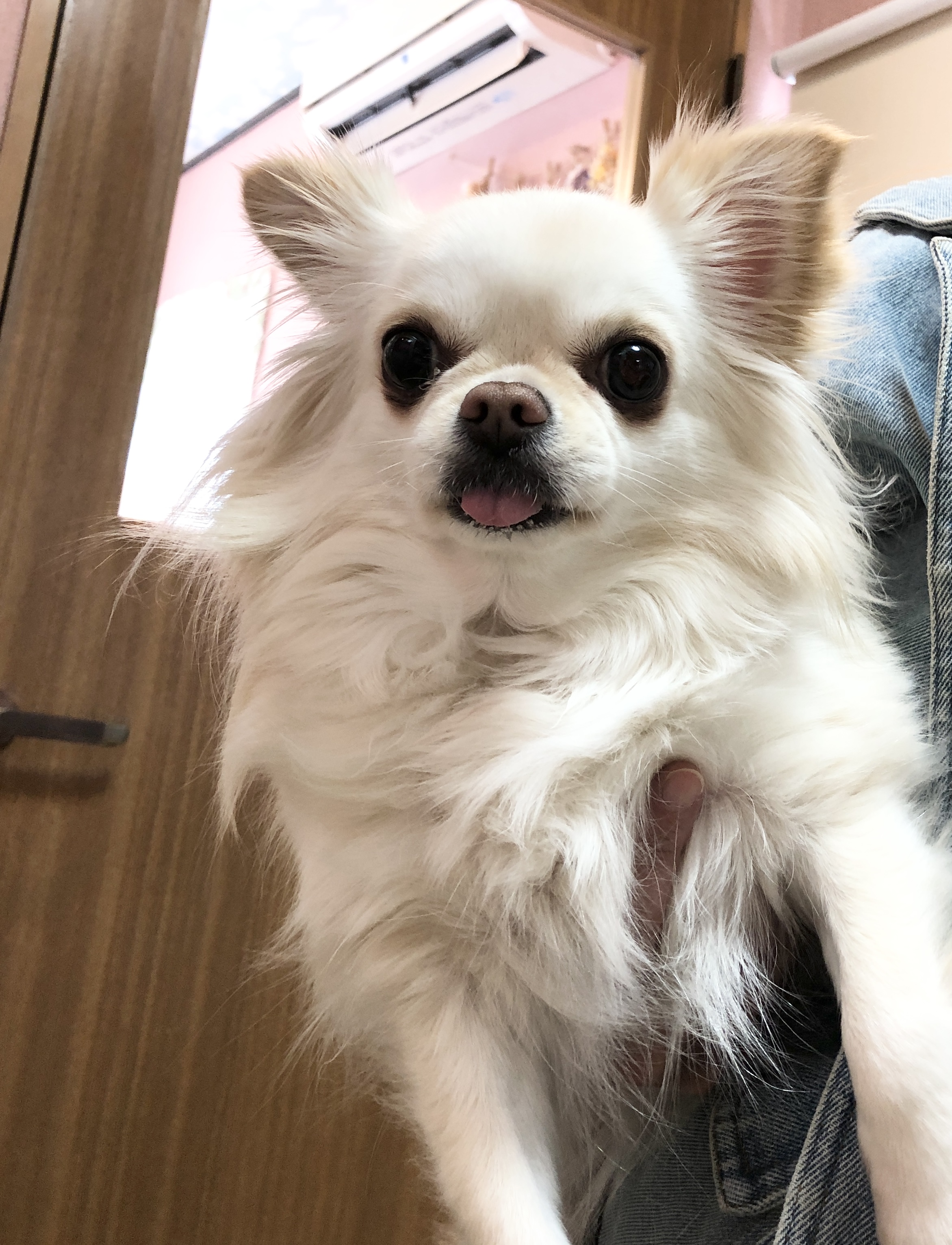 犬のよくある病気